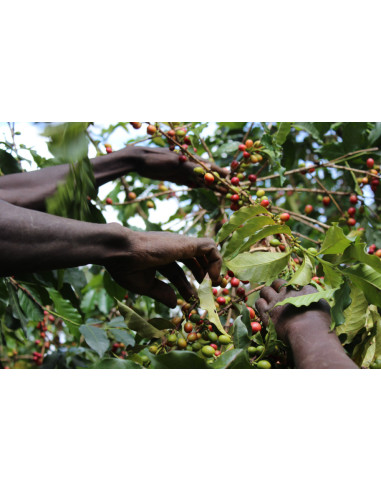 GourmetKáva Specialty – Kenya Kiri ESP 250 g