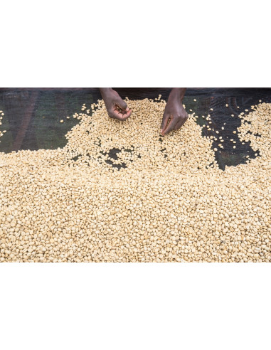 GourmetKáva Specialty - Kenya Kiri  ESP 250g