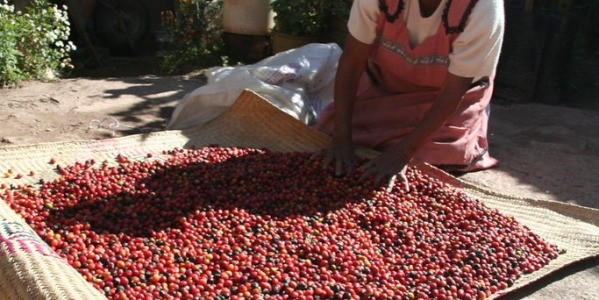 Kawa Fair Trade