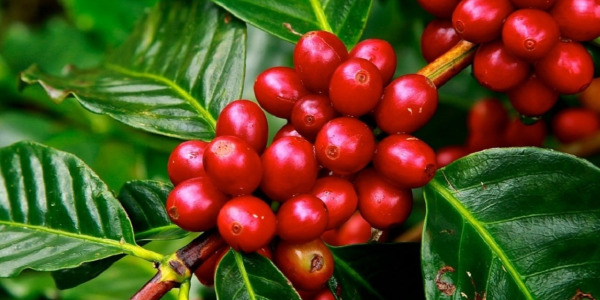 Kawa BIO, organiczna kawa